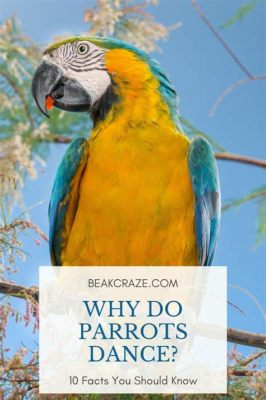 why do parrots dance, and what insights do their movements offer into the world of avian communication?